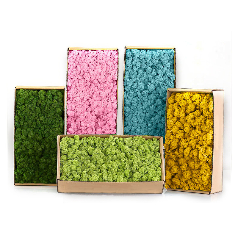 Sphagnum Moss Dry - Kunstmatige Groene Planten Mini Landschap Eeuwige