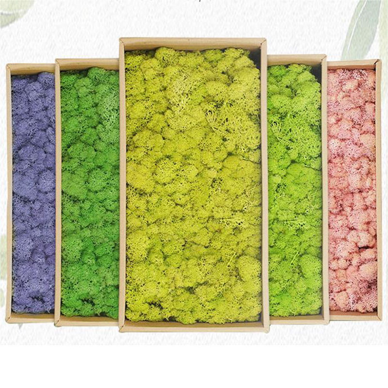 20G Kunstmatige Groene Mosplan - Sphagnum Moss Dry recensie en prijs