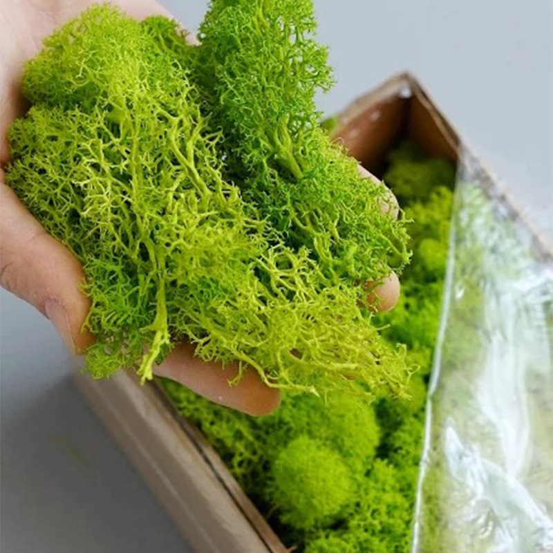 20G Kunstmatige Groene Mosplan - Sphagnum Moss Dry recensie en prijs
