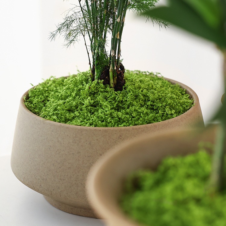 Groot pakket Realistisch kunst - Sphagnum Moss Dry recensie en prijs